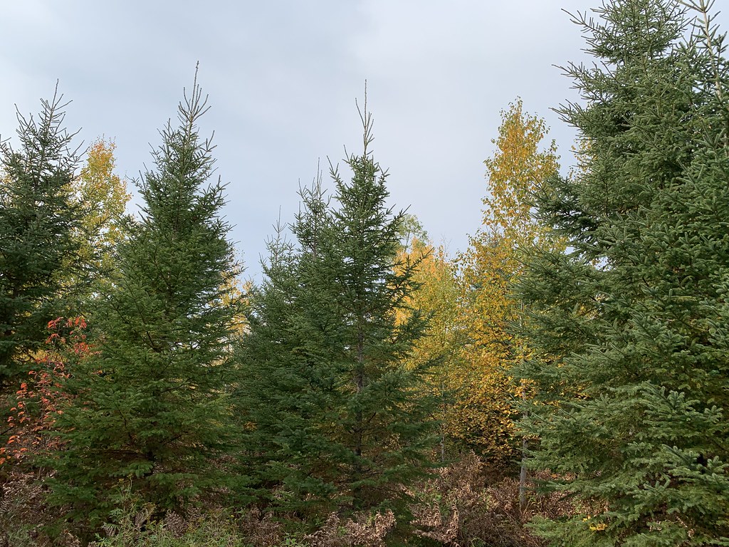 Spruce plantation conversion to mixedwoods near Grand Rapi… | Flickr