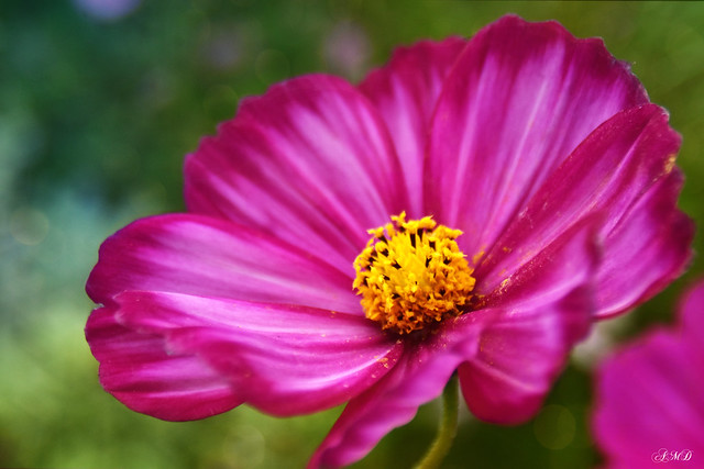 The Candystripe Cosmos