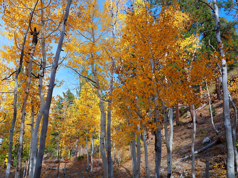 IMG_0423 Fall Color of Quaking Aspen at Lee Canyon