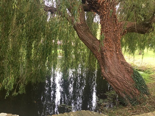 Blackwater willow Kelvedon Circular