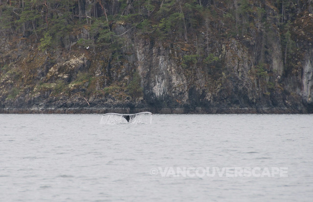 Campbell River Whale Watching-10