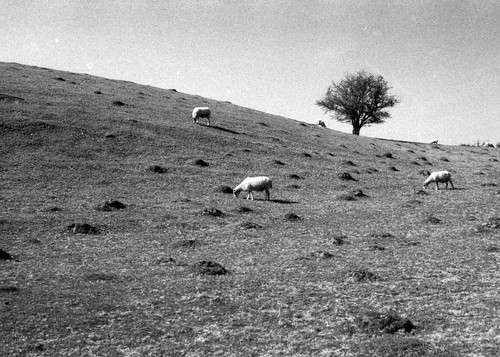 hills tree sheep landscape black white monochrome pentaxmesuper retropansoft320 retro special chemicals oxfordshire field
