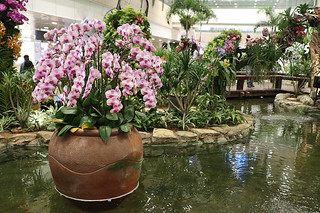 Layover in SG -  Changi Airport Orchid Garden pink orchid