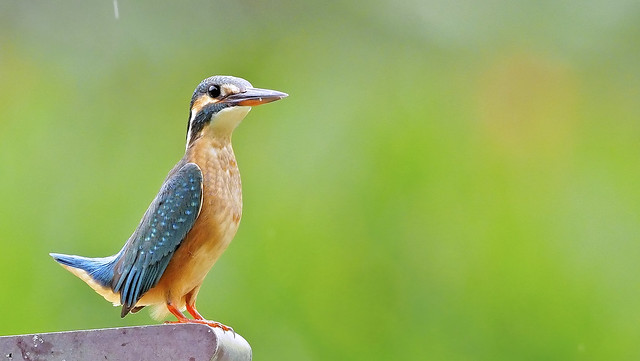 Winter Visitor: Common Kingfisher