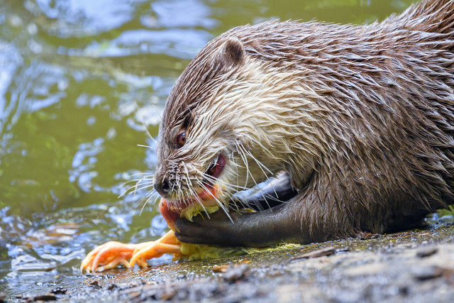 Otter eating a chicken III