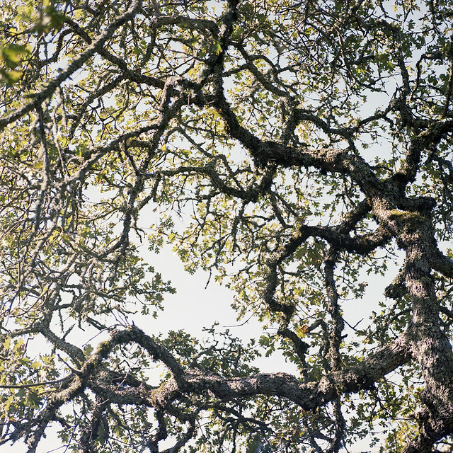 the oaks above