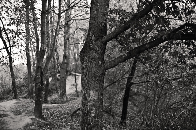 early autumn @ walking path 8