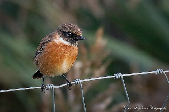 Stonechat_82A9163