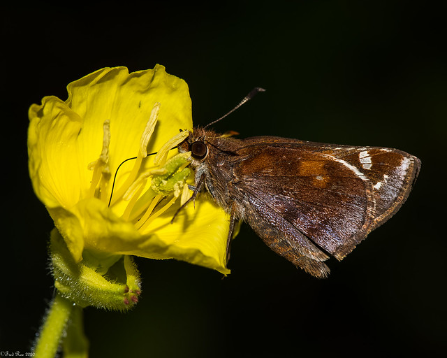 Another skipper