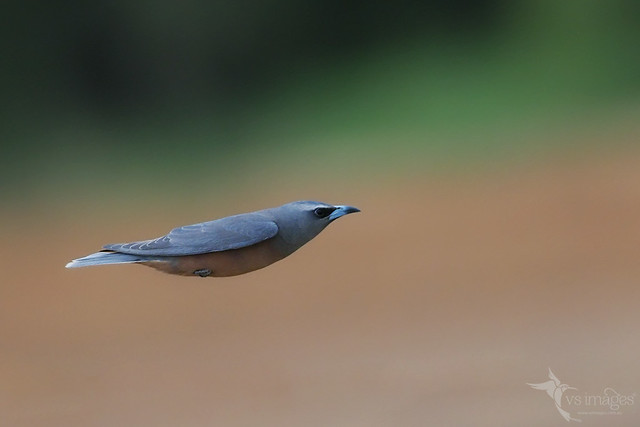 White-browed Woodswallow
