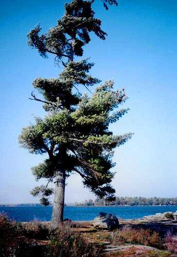 35mmfilm 35mm mamiya headlake autumn tree island tmt