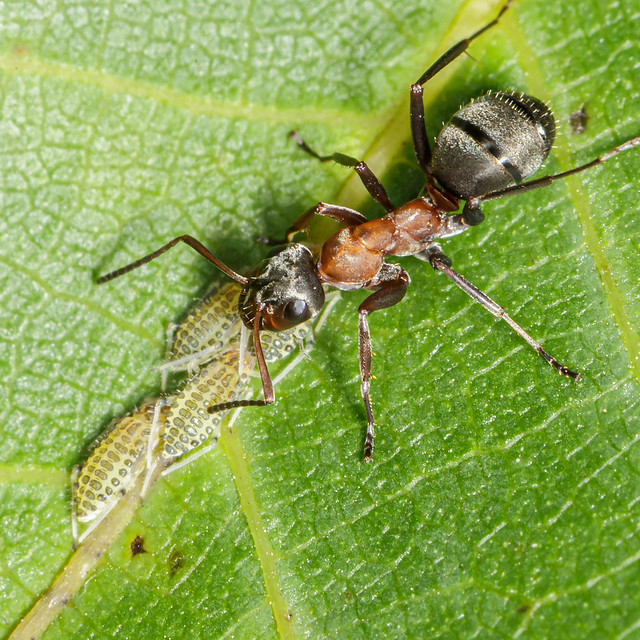 Aphid and Ant