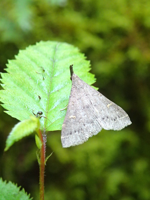 Renia adspergillus_speckled Renia moth_Holly River SP