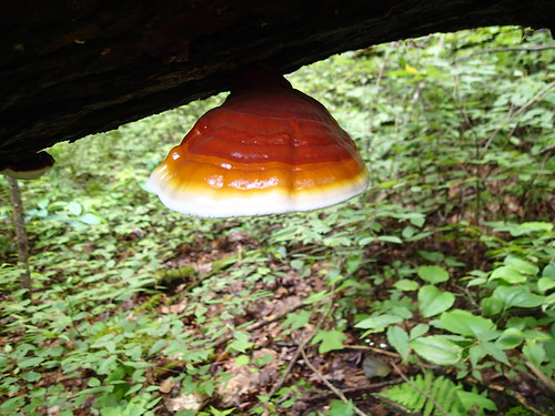 hollyriverstatepark webstercountywestvirginia westvirginia ganodermatsugae hemlockvarnishedconk reishi fungus