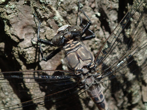 hollyriverstatepark webstercountywestvirginia westvirginia tachopteryxthoreyi graypetaltail dragonfly odonate insect