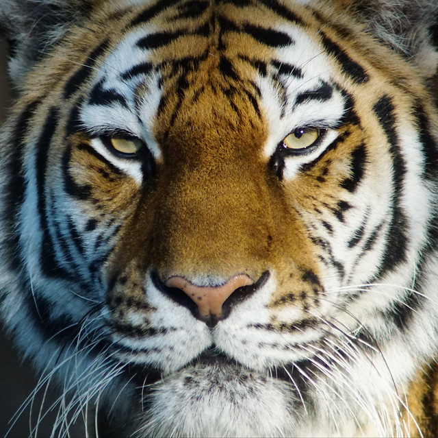 Tg Nbg      The eyes of a tigress      200921