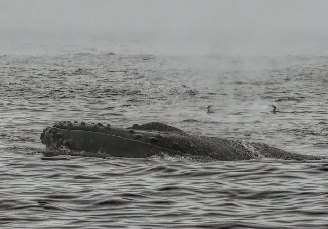 humpback lunge feeding