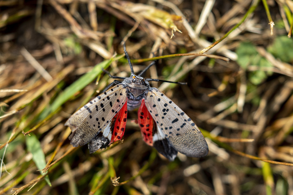 Spotted Lanternfly.....6O3A5488A