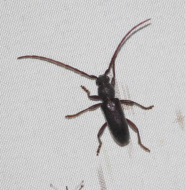 Anelaphus moestus, Long-horned Beetle