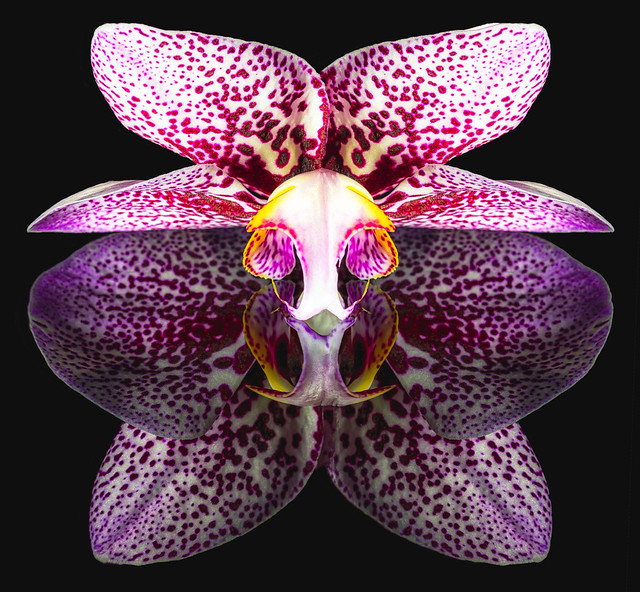 Purple Dotted Orchid and Reflection on Black 2