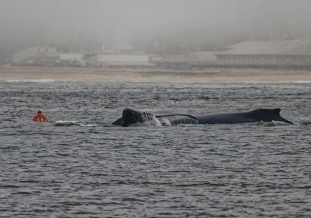 kayaking with humpbacks:  the humpbacks came very close to shore today