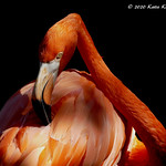2020-09 (333) Portrait of a Flamingo!!