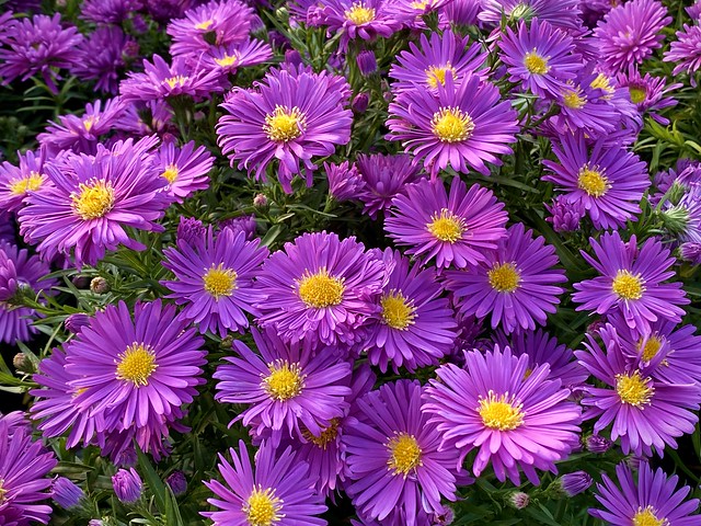 Fall Blooming Asters