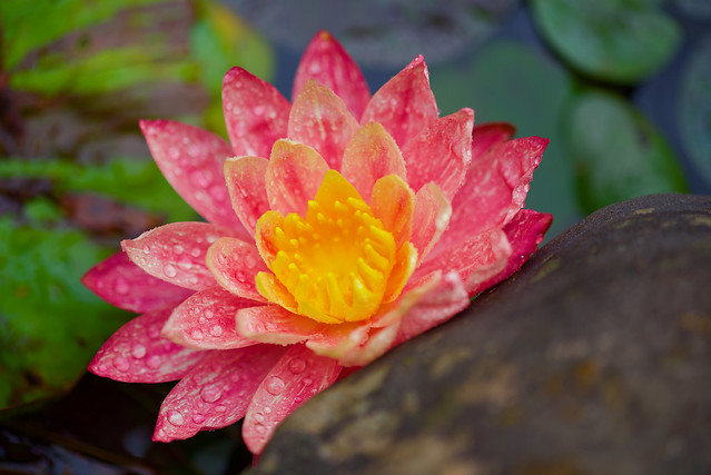 Waterlily in the rain!
