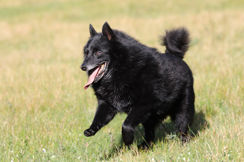 What Nutrients Does A Schipperke Puppy Need?