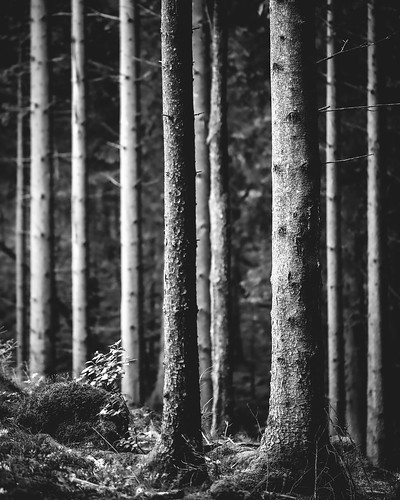 100mm europe kungsbacka scandinavia sweden blackandwhite fineartphotography forest image landscape nature photo photograph photographer photography pine pinetrees pines sverige talltrees trees trunks woods f28 mabrycampbell june 2013 june22013 201306020h6a2812 ¹⁄₁₆₀sec iso100 ef100mmf28lmacroisusm fav10