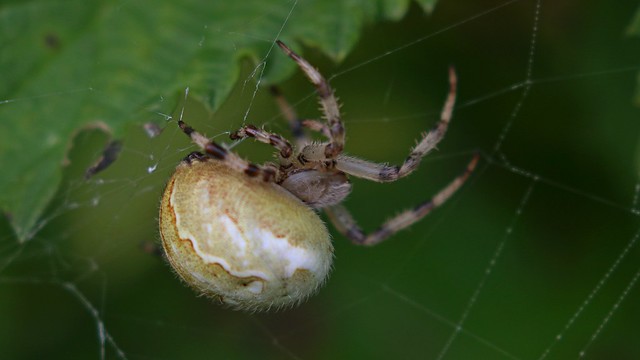 Spiders, Araneus Quadratus, 28092020, 03 f