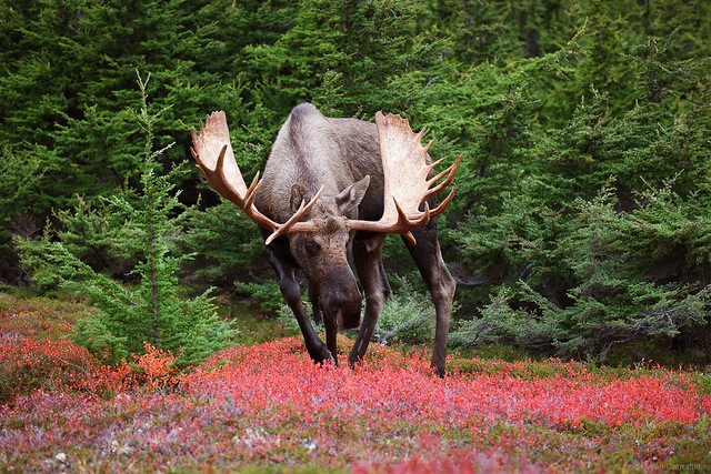The Canon EOS R5 and RF 100-500mm Lens Meet a Huge Alaska Yukon Moose