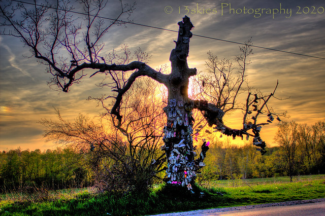 Sunset and the Shoe Tree (HSS)