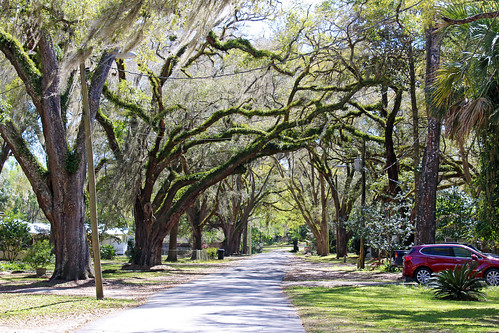 street trees cityscape florida neighborhood reddick