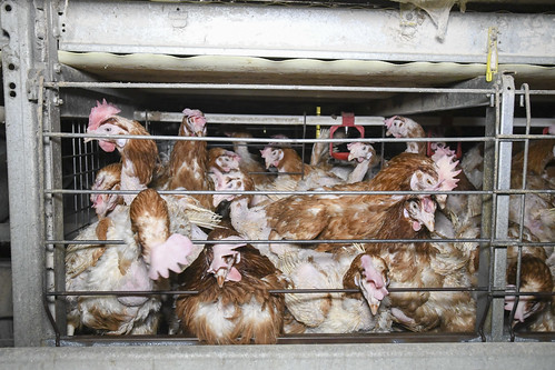 Undercover investigation in British egg farm
