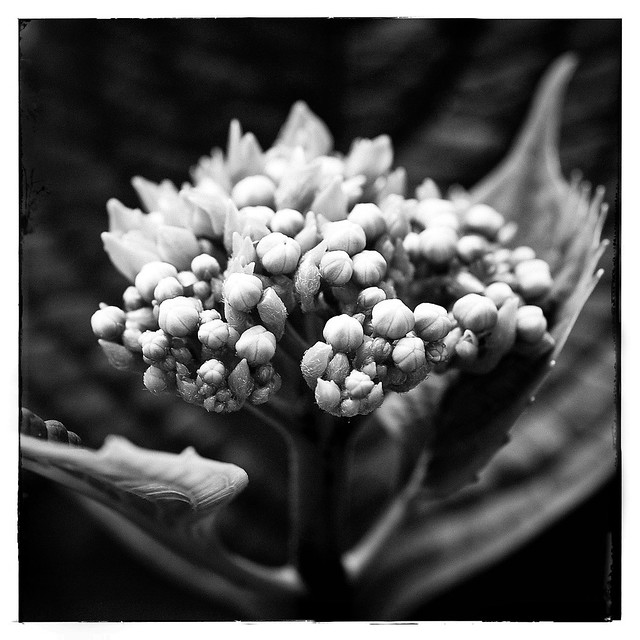 Hortensie -  hydrangea I      Snapseed