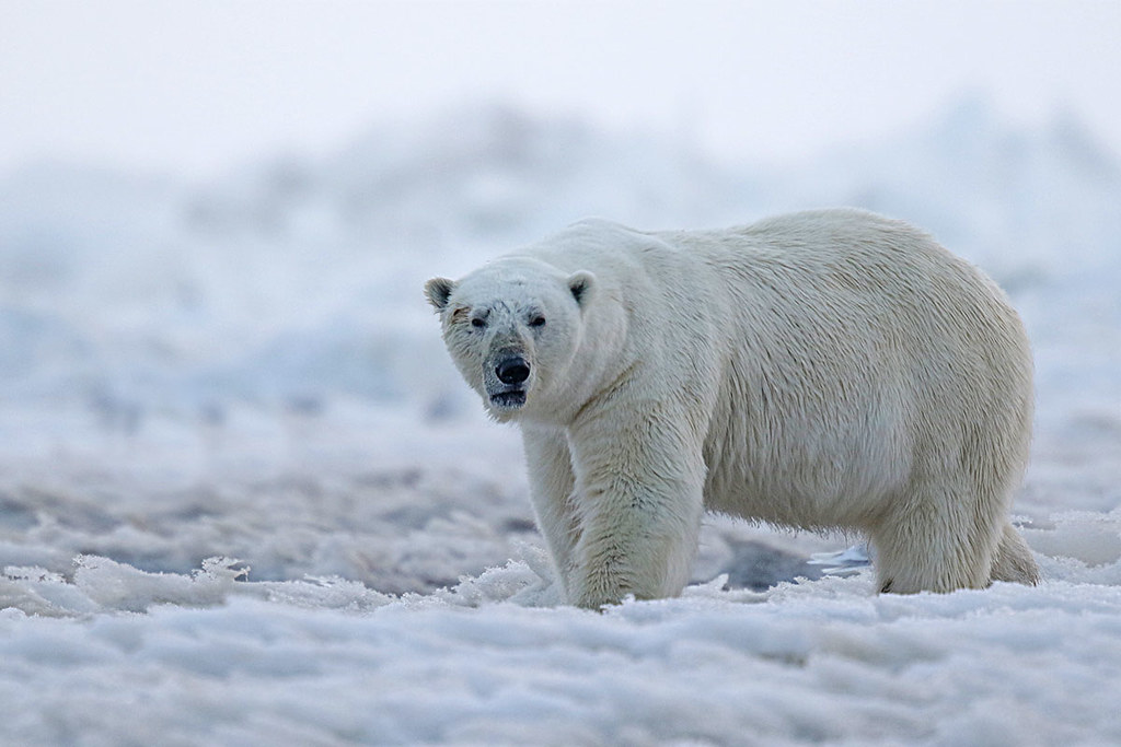 Polar Bear-Barrow,-AK-17157 | Barrow/Utqiagvik, Alaska-17157… | Flickr