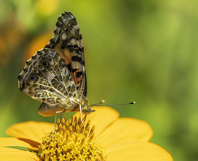 Painted Lady Butterfly