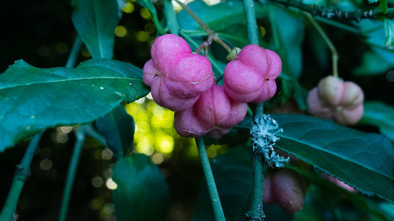 Spindle fruit, getting near to ripeness