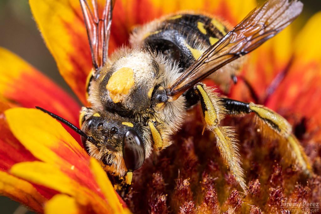 30 September 2020 — Flagstaff, Arizona — European Wool Carder Bee