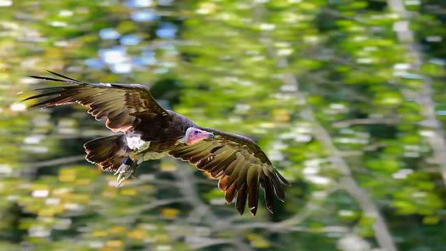 Kappengeier / hooded vulture (Necrosyrtes monachus)