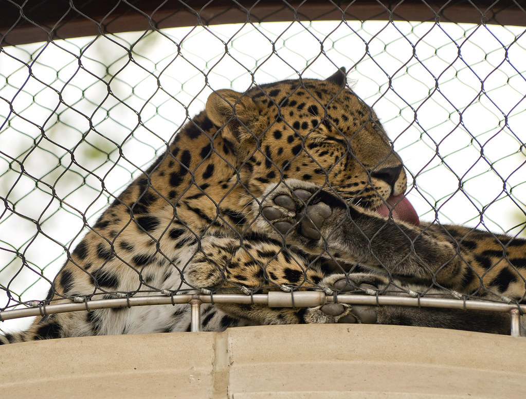 Cleveland Metroparks Zoo 09-06-2019 - Amur Leopard 10