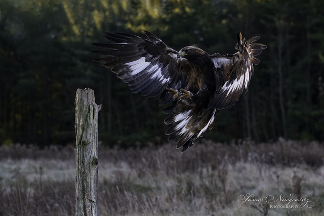 golden eagle coming in for a landing