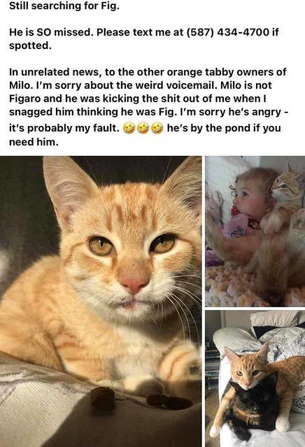 LOST male orange tabby cat, faded tattoo, microchipped #Evanston Contact Gabby 587-434-4700 Pls RT, watch, share, help to locate FIG Fig has gone missing in Evanston. If you remember the rescue hunt for this guy a few years back (unclaimed kitty trapped i
