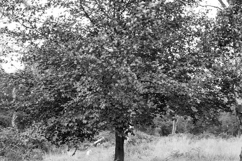 rolleiortho25 6x9 mediumformat landscape ruralnortheast ancientwoodland blackandwhite monochrome walkertitansf