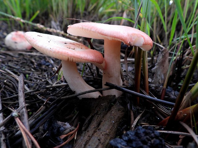 Pink toadstools: Birch Brittlegill fungus.