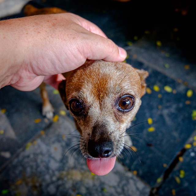 random dog in Hanoi where there are over 1,000 dog meat restaurants