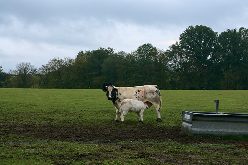 Sautin by Wallorando, Sivry-Rance, Belgium1855mm animals belgium camera countryside cow hainaut landscape lens livestock n