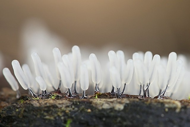 Silkkipamppunen - Stemonitopsis typhina - a slime mold