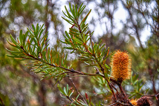 Silver Banksia in the Rain